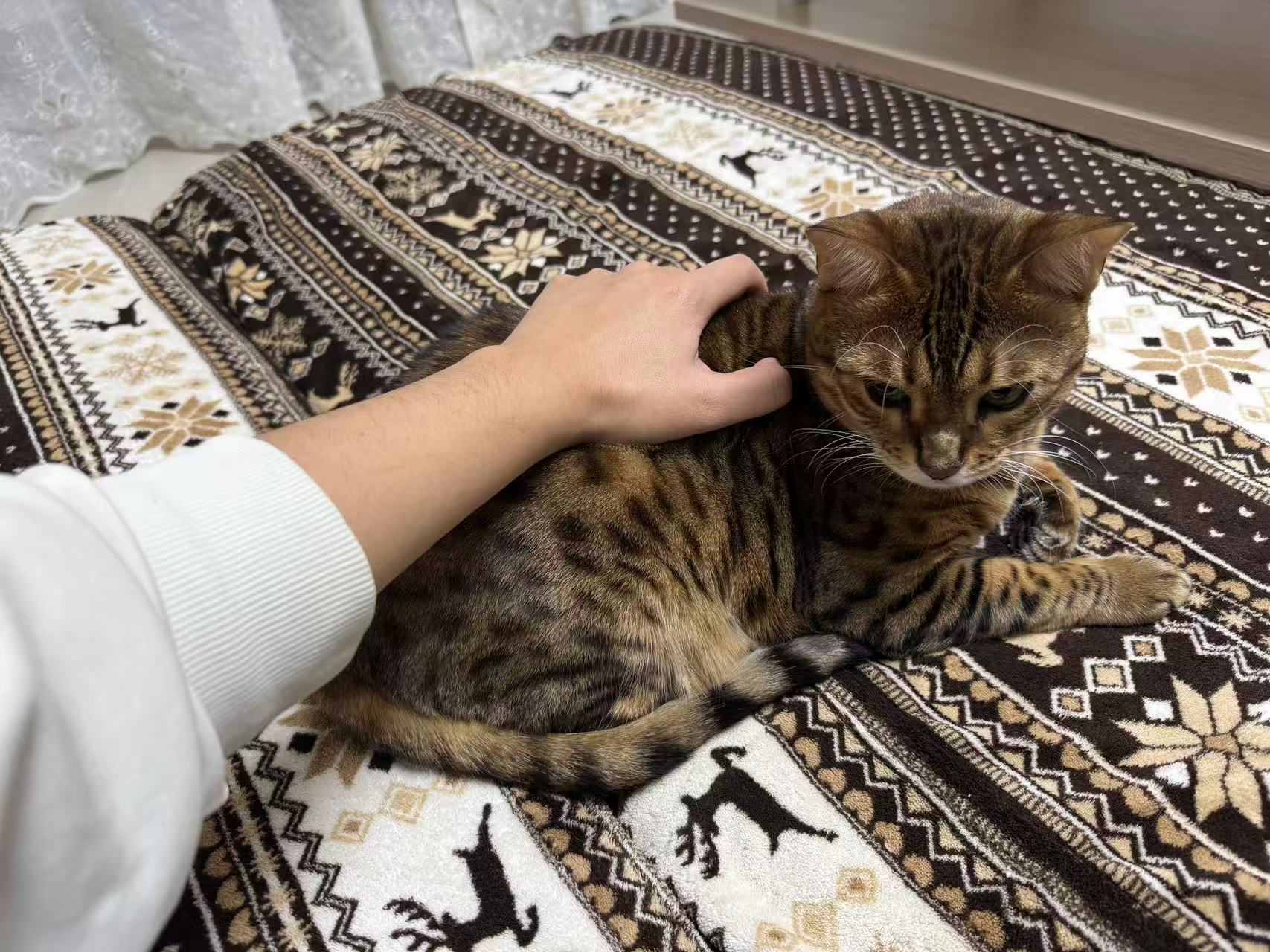 Cute Cat